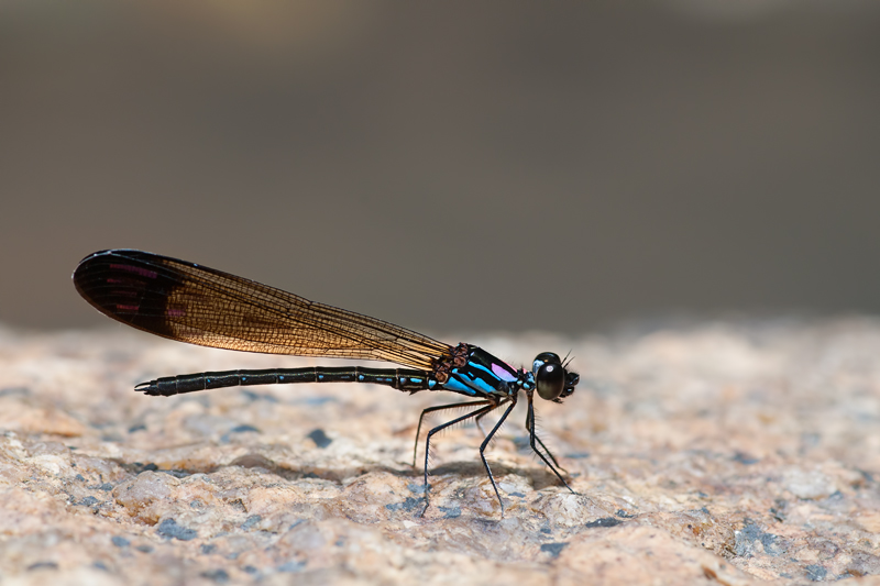 Rhinocypha biforata