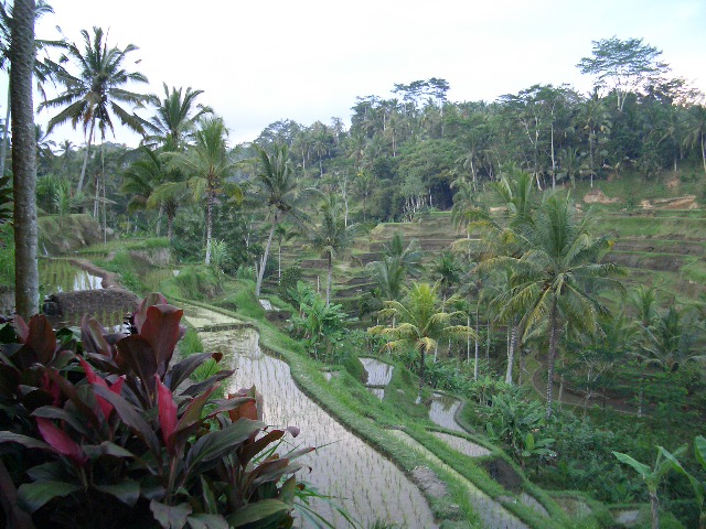 rice terrace