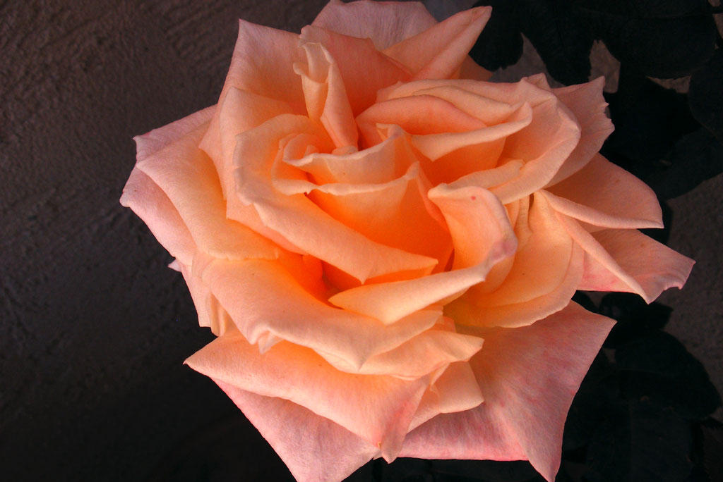 Mothers-Day-and-Welcome-Tea-Rose.jpg