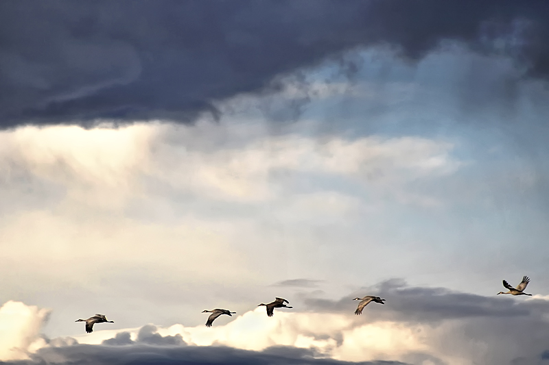 Cranes in the Rain