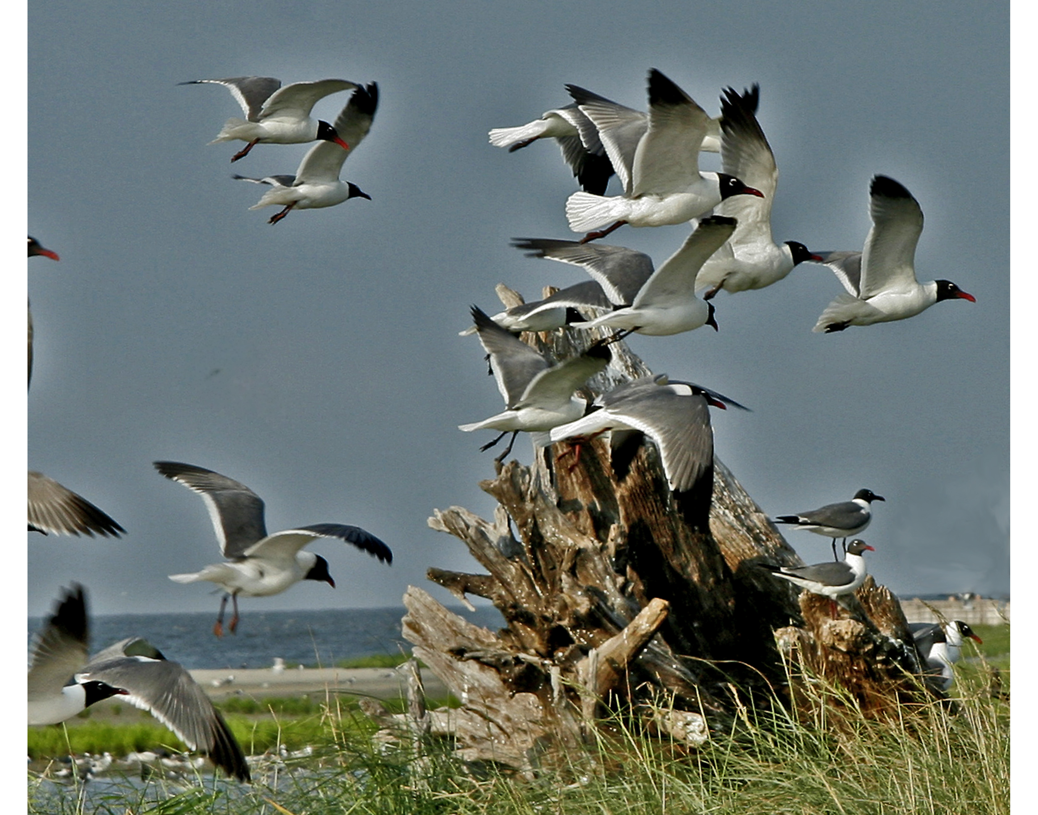 0839 Breton Island Residents