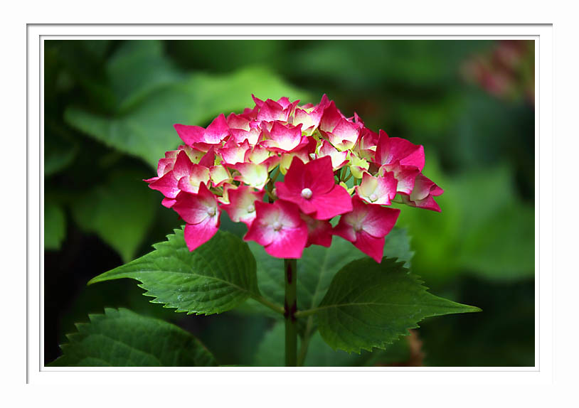 Hydrangea