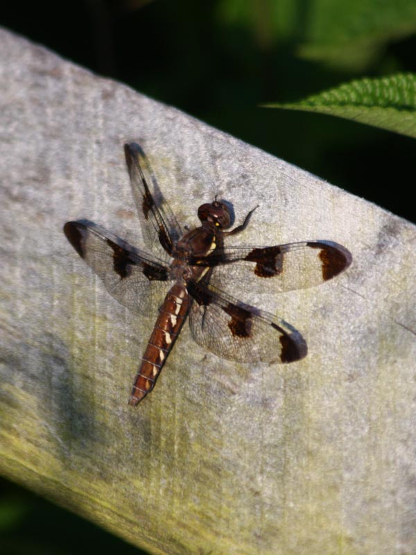 01 JUN 09 DRAGONFLY
