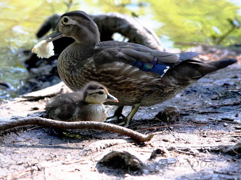29 MAY 08 MOM & BABY WOOD DUCK