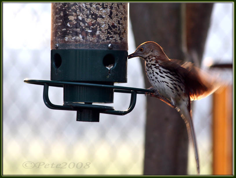 31 MAY 08 BROWN THRASHER