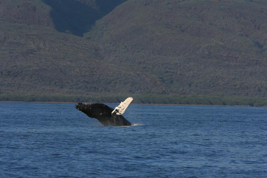 Humpback Whale Breach Sequence