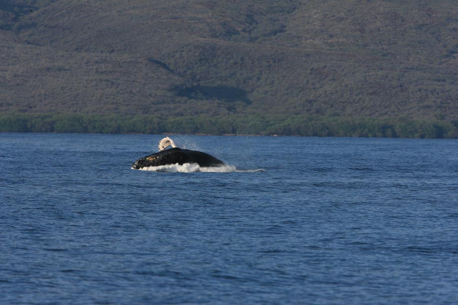 Humpback Whale Breach Sequence