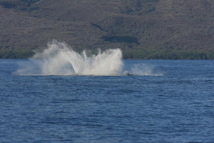 Humpback Whale Breach Sequence