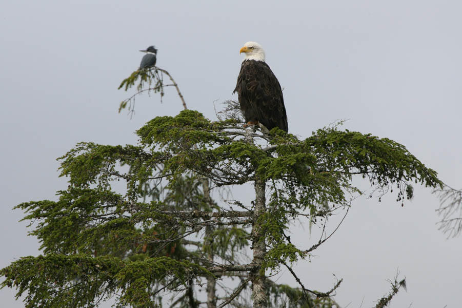 Ketchikan, AK