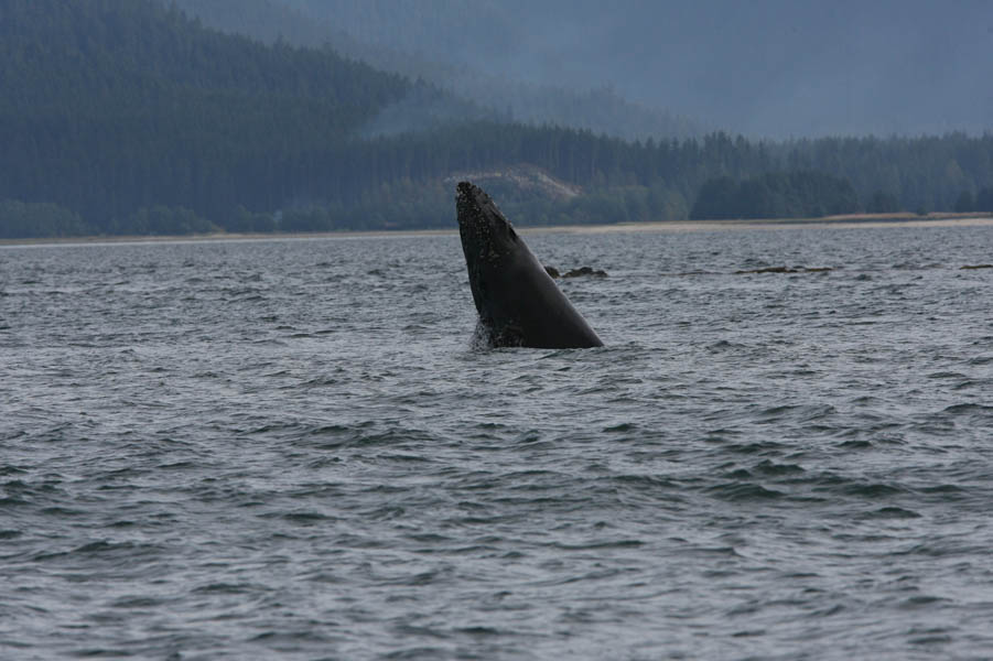 Whale watching with Orca Enterprises in Juneau, AK