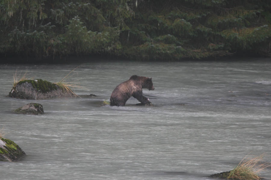 Brown Bear fishing in Haines, AK