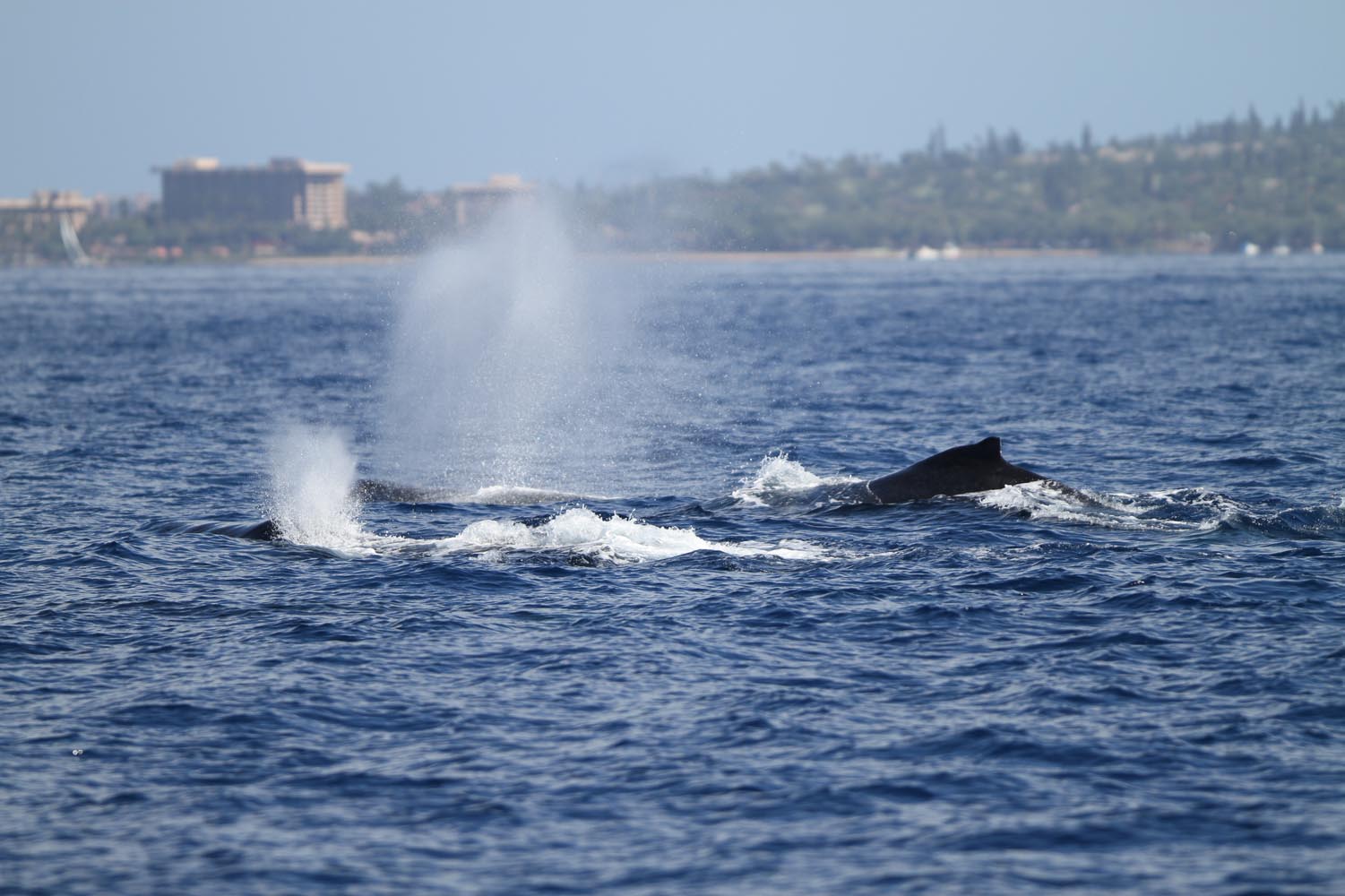 Maui 2010_03022010_077.jpg