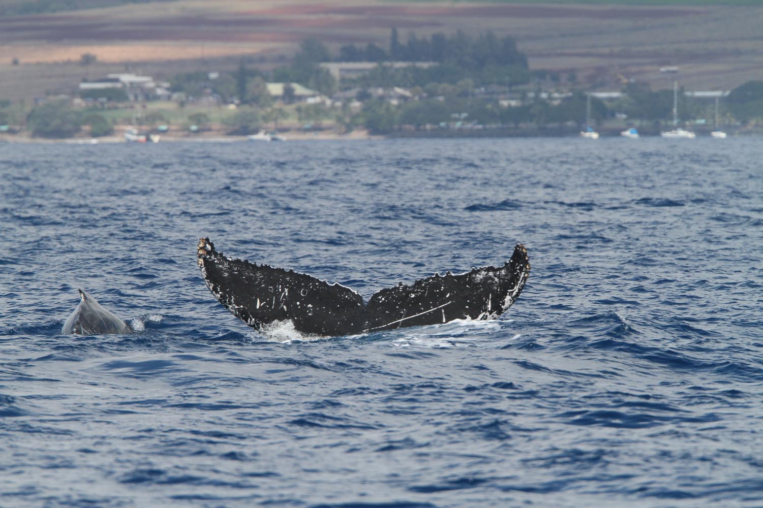 Maui 2010_03032010_118.jpg