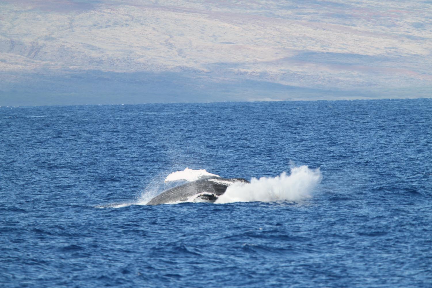 Maui 2010_03042010_187.jpg