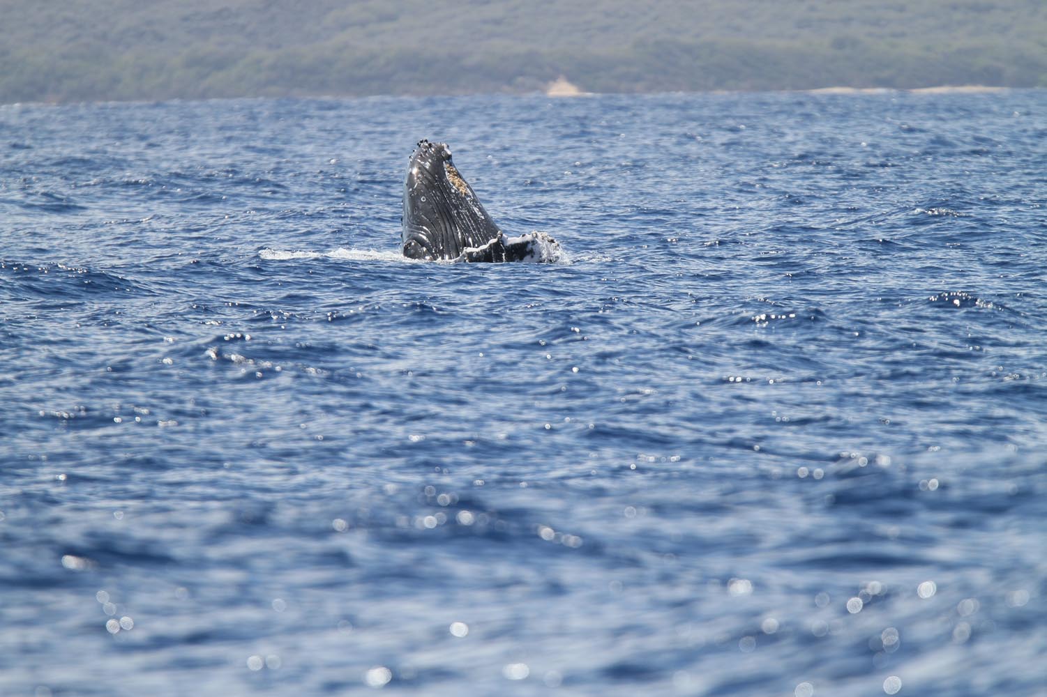 Maui 2010_03042010_206.jpg