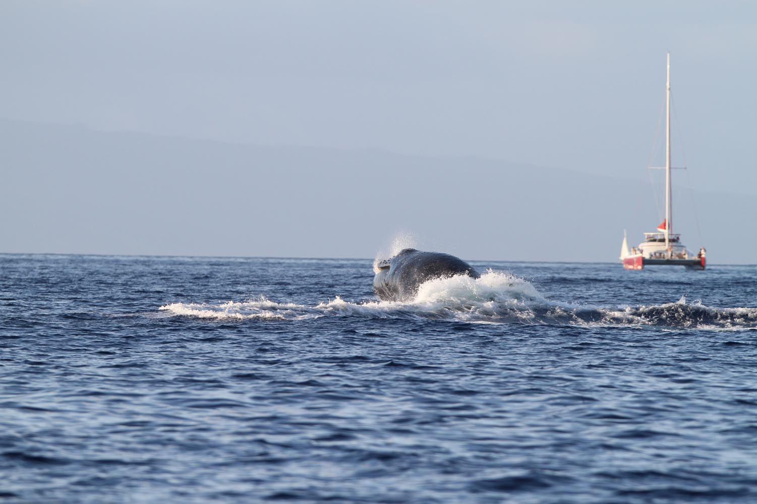 Maui 2010_03052010_287.jpg