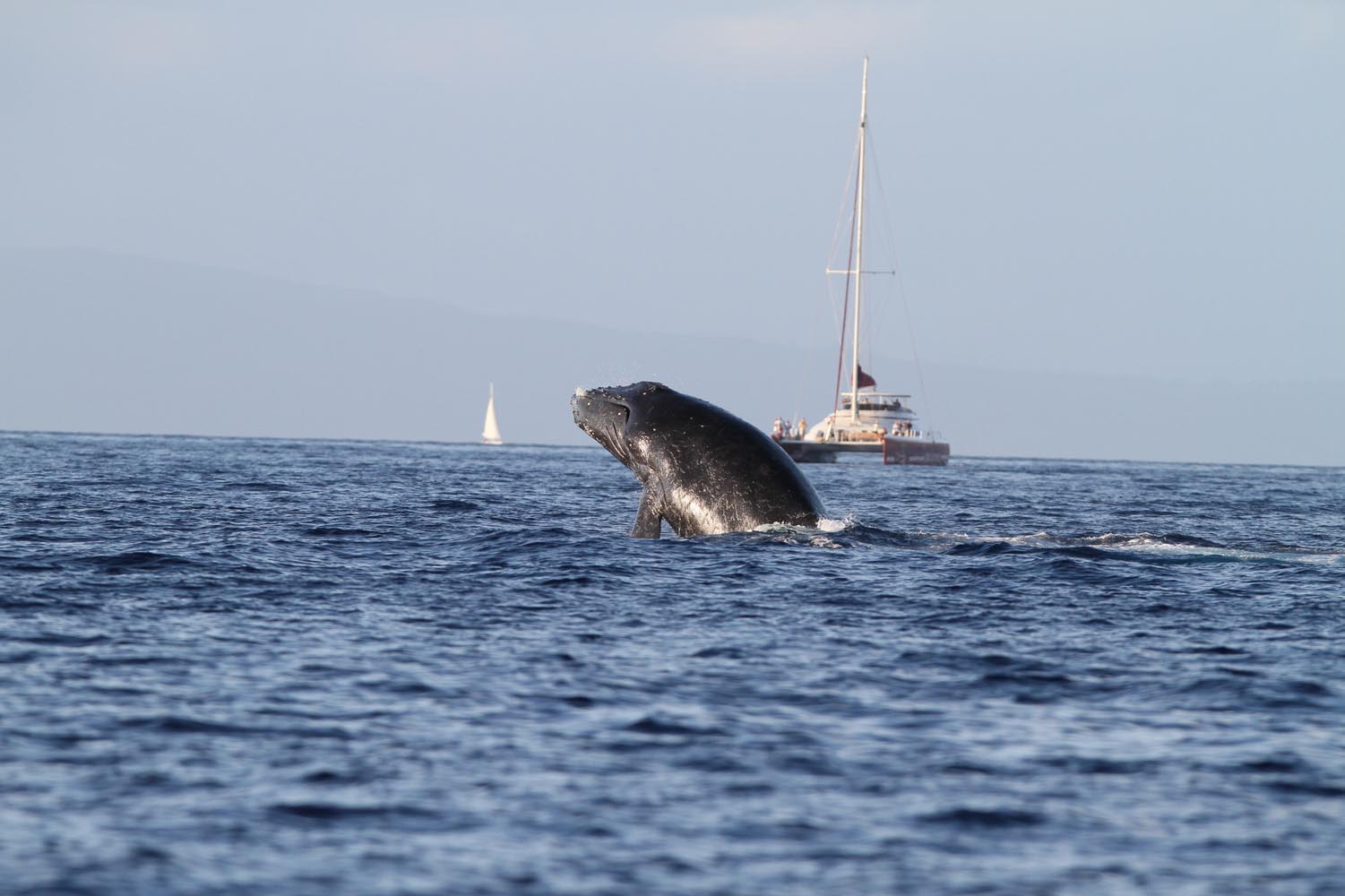 Maui 2010_03052010_335.jpg