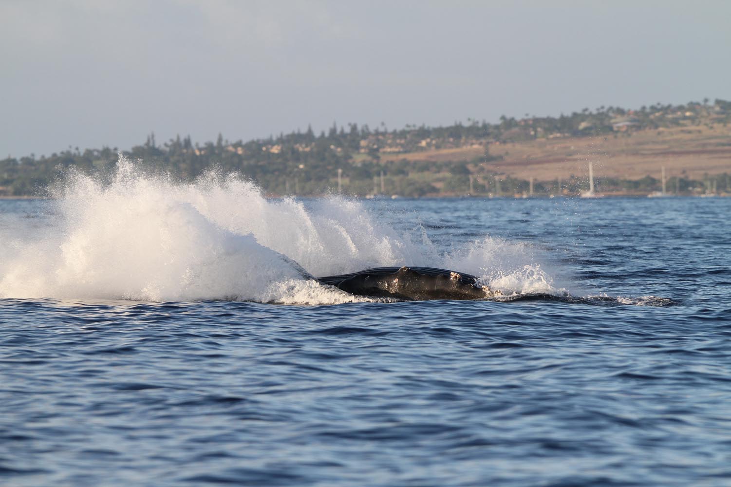 Maui 2010_03052010_403.jpg