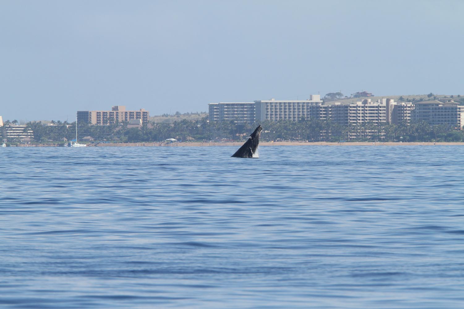 Maui 2010_03072010_526.jpg