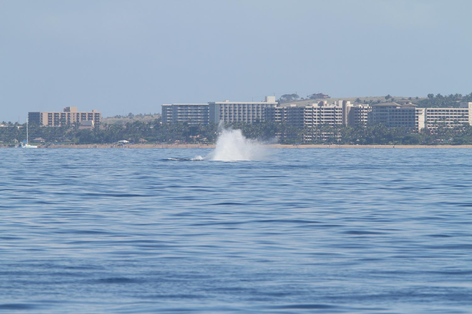 Maui 2010_03072010_538.jpg