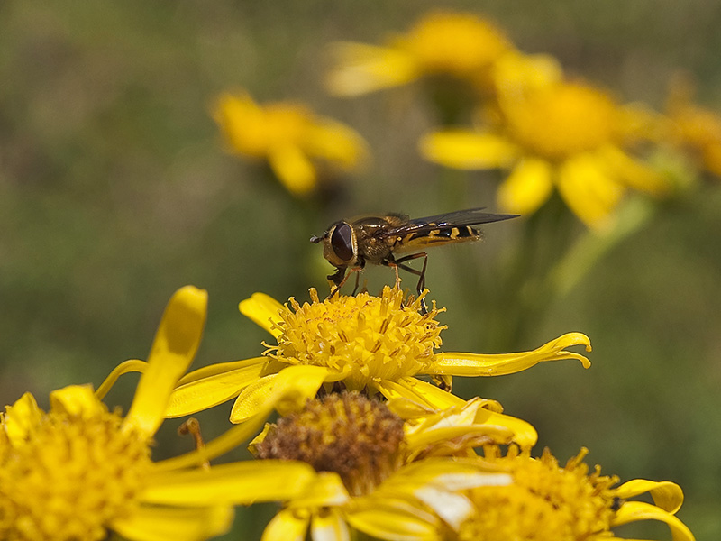 Abeja / Bee