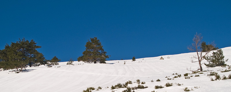 Nieve y rboles / Snow and trees