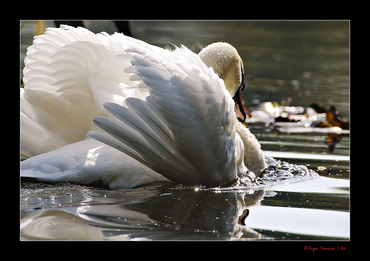 Mon Truc en Plumes