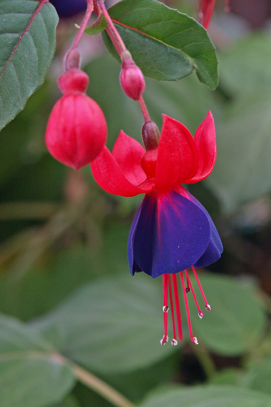 Mendocino Coast Botanical Gardens