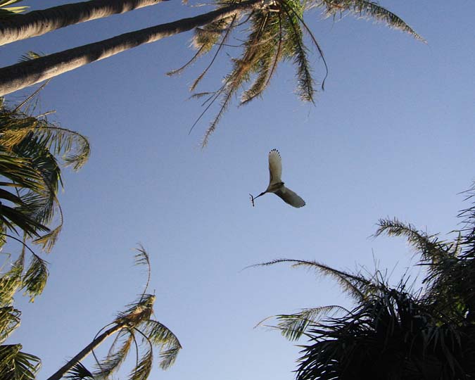 Flight of the Ibis-2.jpg