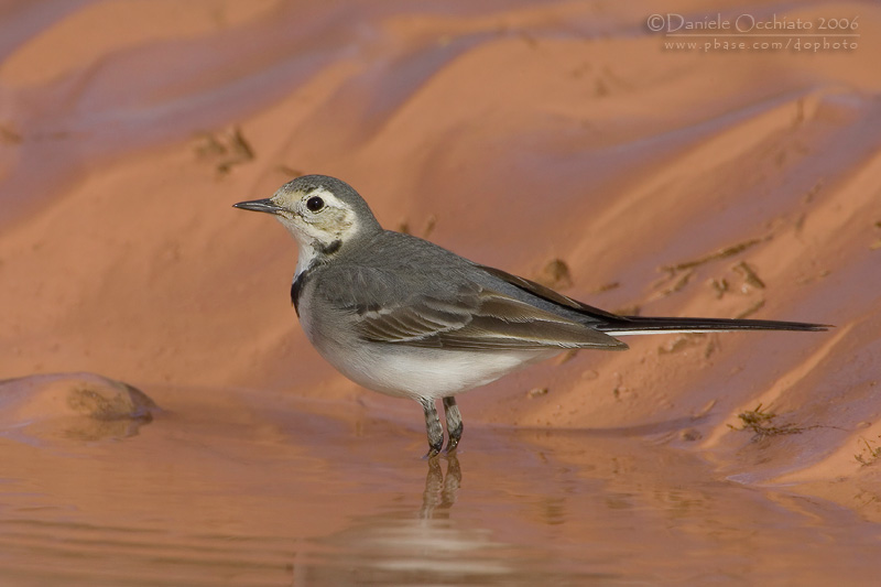 White Wagtail (Motacilla alba)