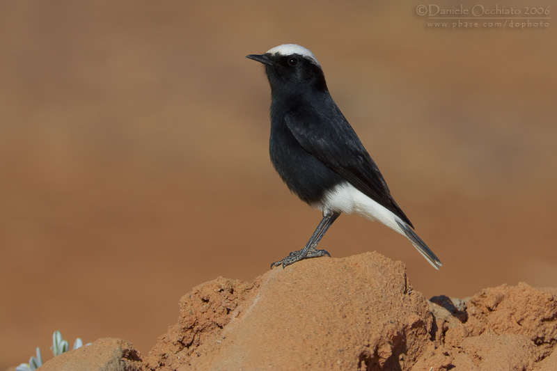 White-crowned Black Wheatear (Oenanthe leucopyga)