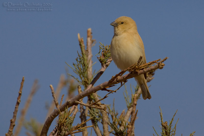 Desert Sparrow (Passer simplex saharae)