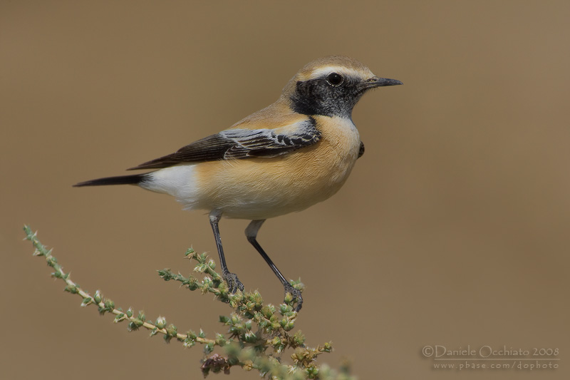 Desert Wheatear (Oenanthe deserti)