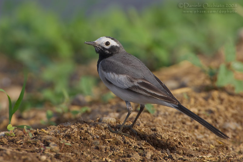 White Wagtail (Motacilla alba ssp personata)