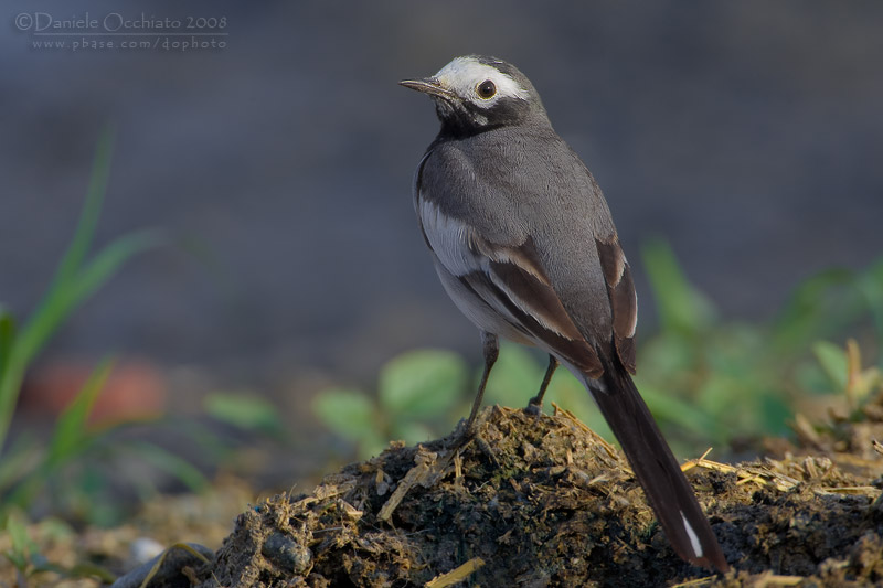 White Wagtail (Motacilla alba ssp personata)