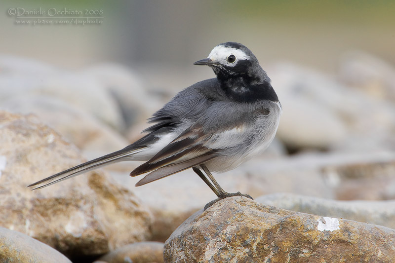 White Wagtail (Motacilla alba ssp personata)