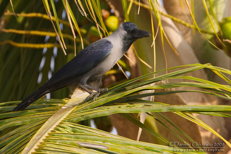 House Crow (Corvus splendens)