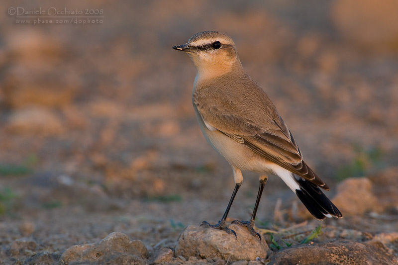 Isabelline Wheatear (Oenanthe isabellina)