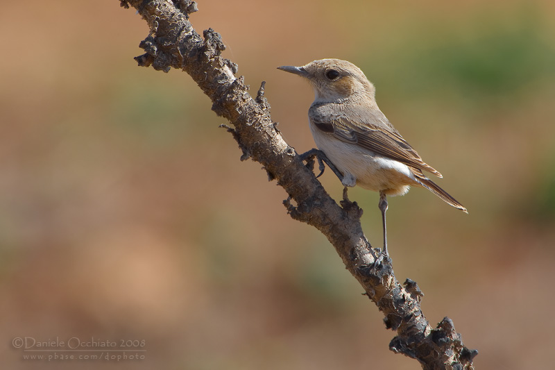 South Arabian Wheatear (Oenanthe lugentoides)