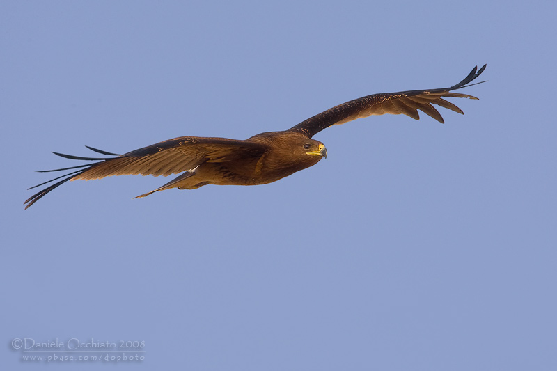 Spotted Eagle (Aquila clanga)