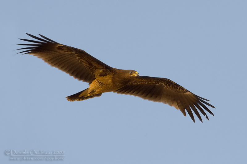 Spotted Eagle (Aquila clanga)