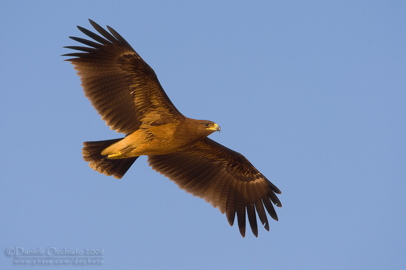 Spotted Eagle (Aquila clanga)