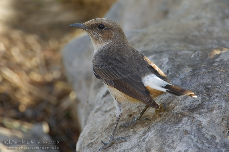South Arabian Wheatear (Oenanthe lugentoides)