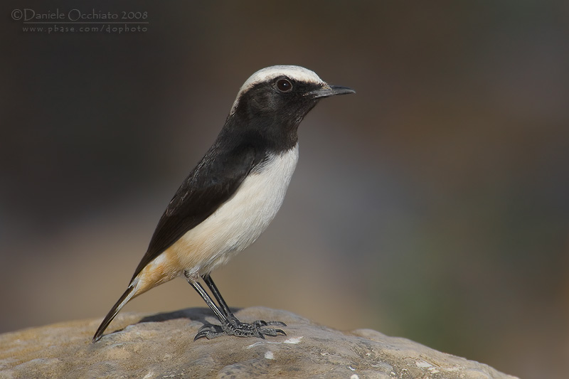 South Arabian Wheatear (Oenanthe lugentoides)