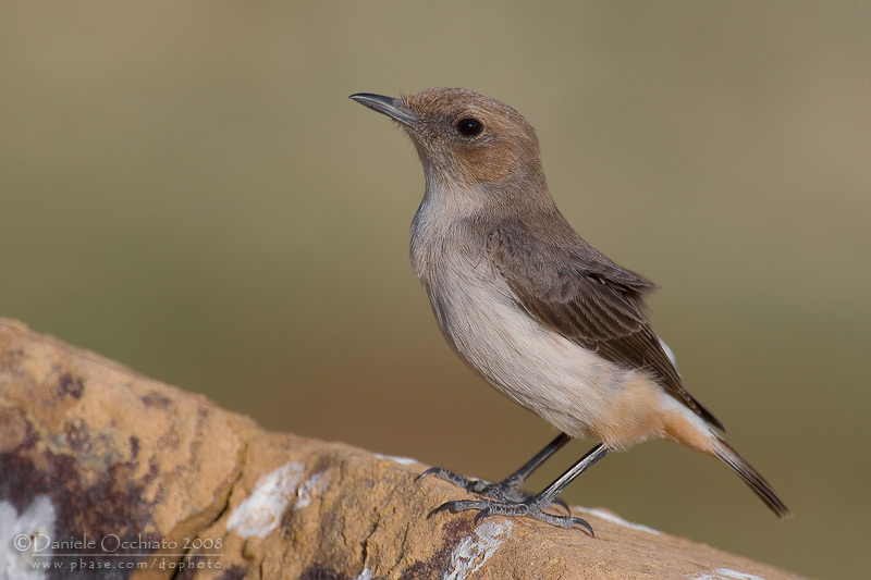 South Arabian Wheatear (Oenanthe lugentoides)