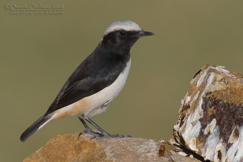 South Arabian Wheatear (Oenanthe lugentoides)
