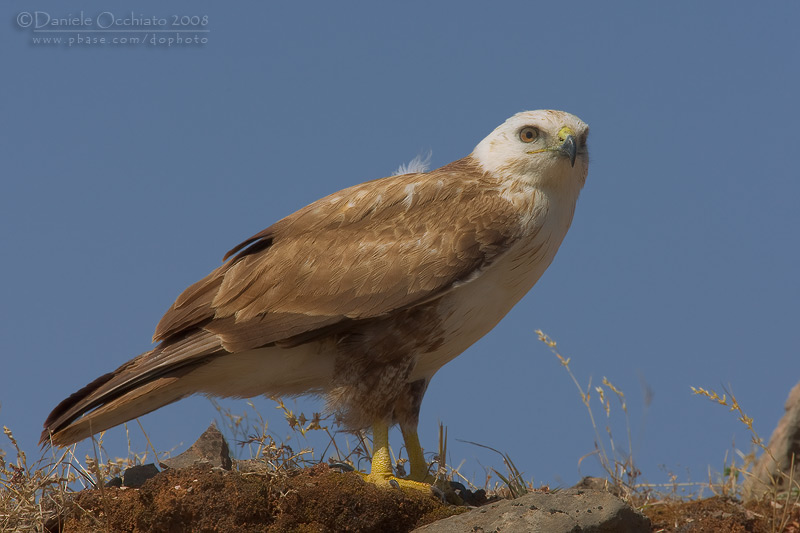 Long-legged Buzzard (Buteo rufinus)