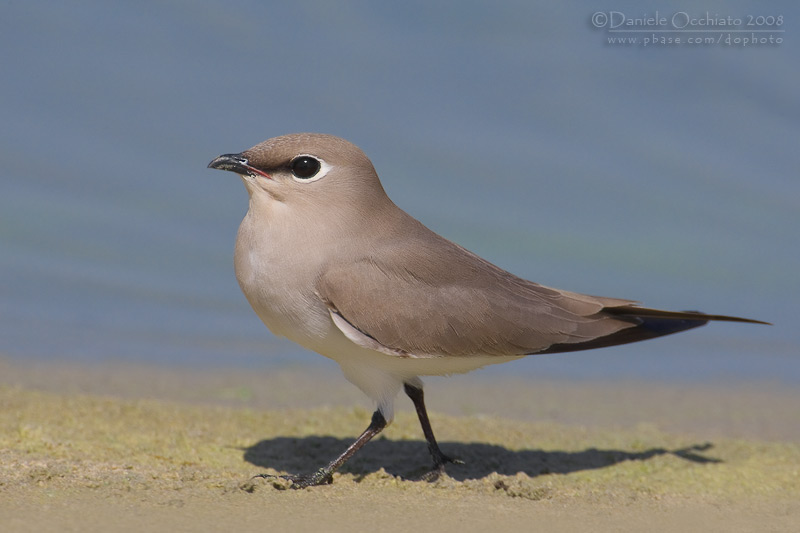 Little Pratincole (Glareola lactea)