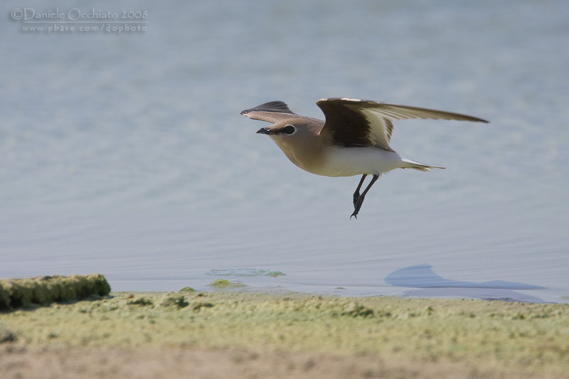 Little Pratincole (Glareola lactea)