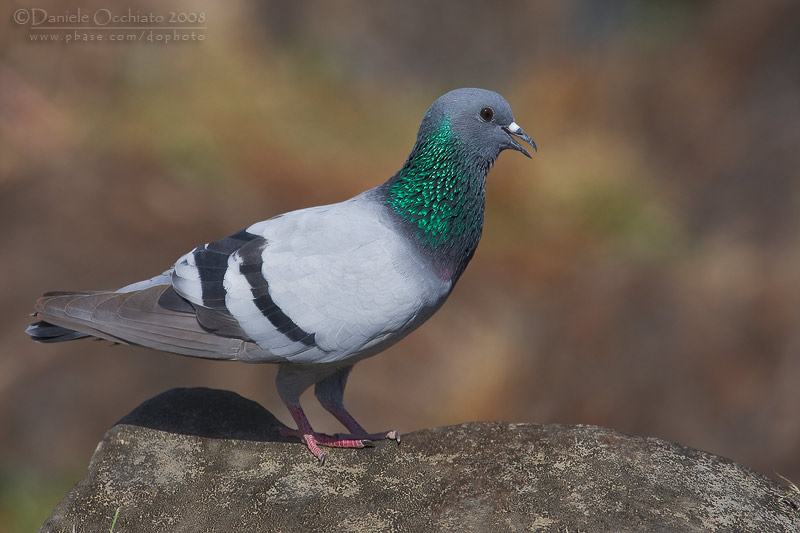 Rock Dove (Columba livia ssp palestinae)